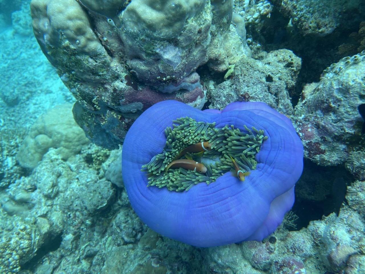 Mamello Beach Club Maldives Feridhoo Kültér fotó