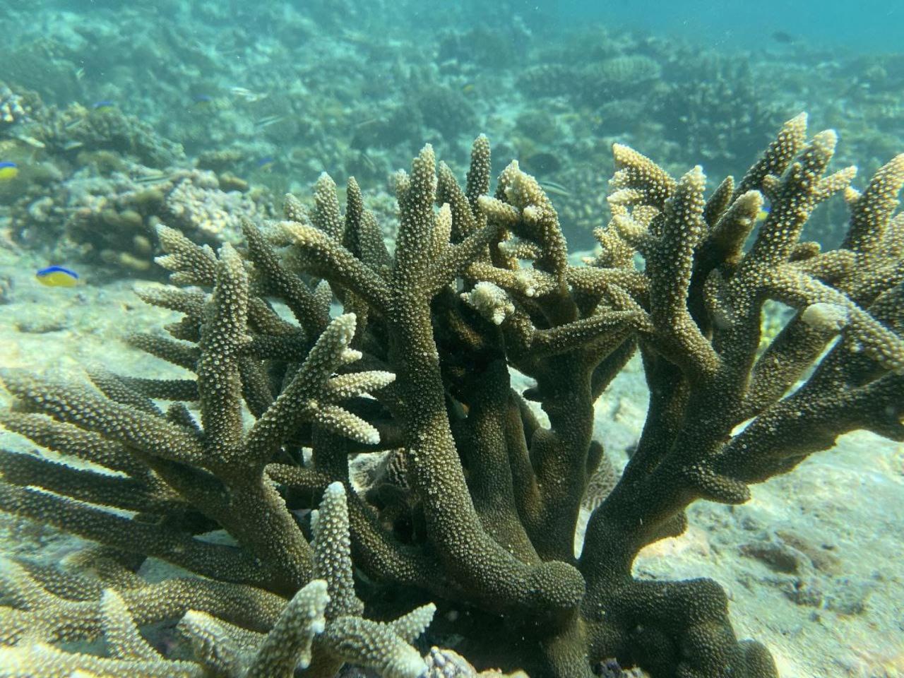 Mamello Beach Club Maldives Feridhoo Kültér fotó