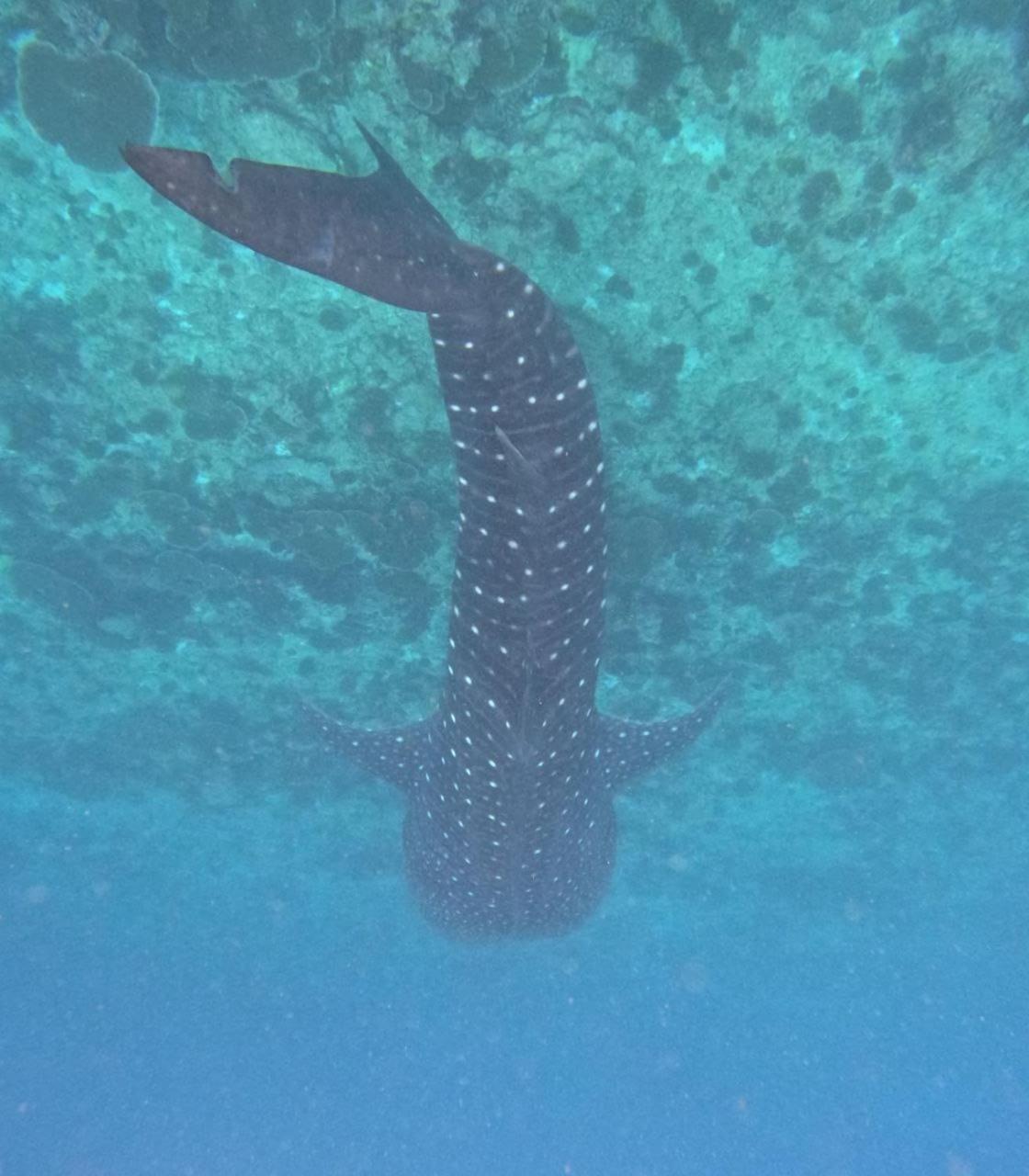 Mamello Beach Club Maldives Feridhoo Kültér fotó